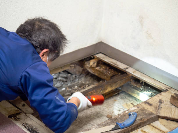 Best Crawl Space Mold Remediation in Monahans, TX