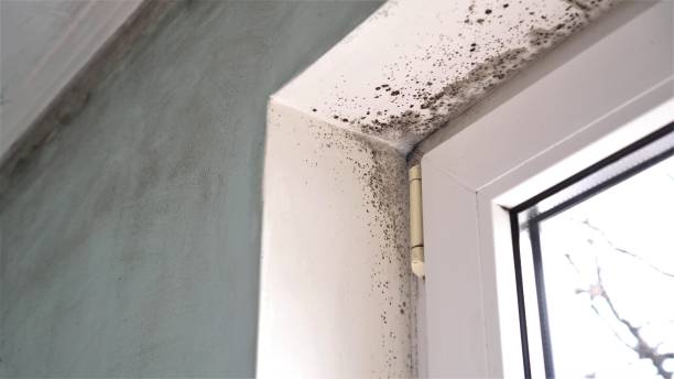 Best Post-Flood Mold Remediation in Monahans, TX