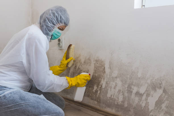 Best Crawl Space Mold Remediation in Monahans, TX