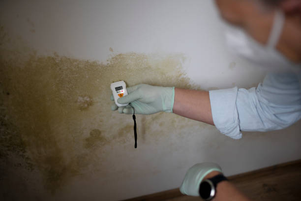 Best Emergency Mold Remediation in Monahans, TX