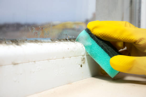 Best Localized Mold Remediation (e.g., coastal areas, humid climates) in Monahans, TX