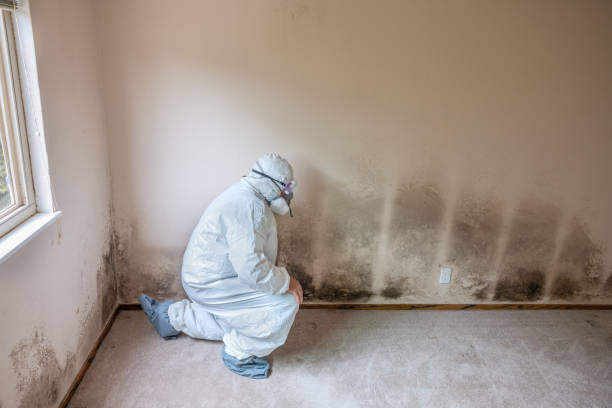 Best White Mold Remediation in Monahans, TX