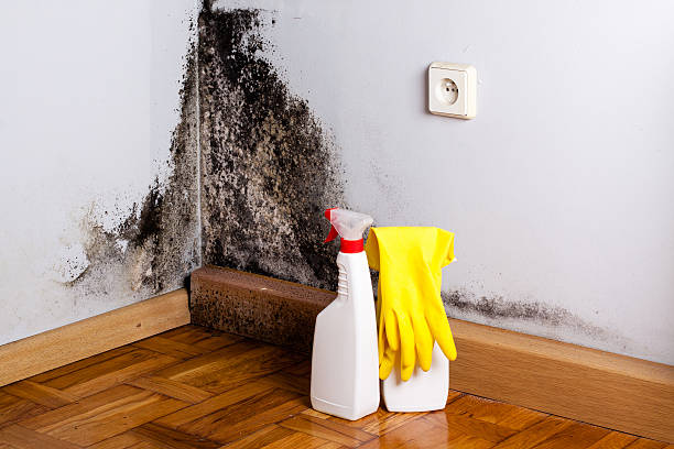 Best Bathroom Mold Remediation in Monahans, TX